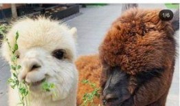 小羊爆料真的赚钱吗视频,视频背后的盈利秘密