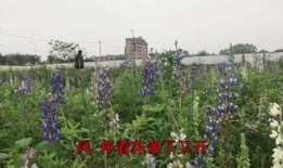 花香在线观看,在线体验花艺之美