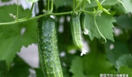 王瓜店免费吃,共享丰收喜悦