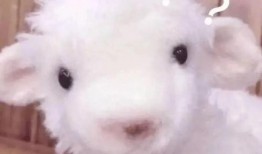 小羊爆料真的赚钱吗视频,视频背后的盈利秘密