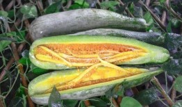 丽水银泰吃瓜网红,揭秘网络红人的幕后真相