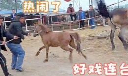 二驴子媳妇最新爆料,揭秘网红夫妻背后的真相