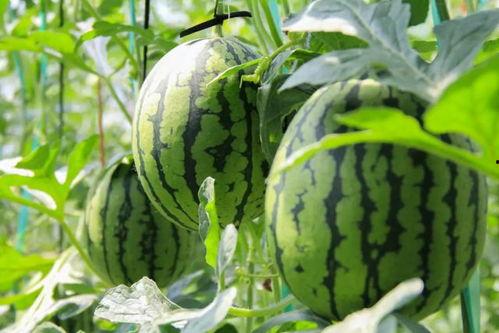 免费吃瓜官网免费,畅享美食盛宴，尽享免费福利！