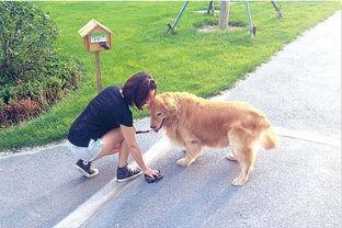 娱乐吃瓜酱遛狗,揭秘明星宠物日常